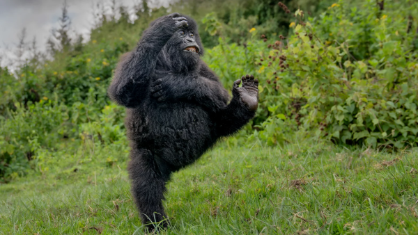 Mark Meth Cohn Nikon Comedy Wildlife Awards