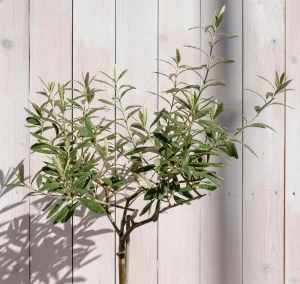 Thumbnail voor Afdekken of niet? Dít is wat je olijfboom (of andere tropische boom) nodig heeft bij kou