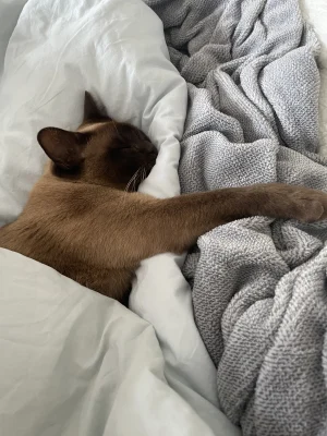 Thumbnail voor Urenlang uitslapen: is dat eigenlijk wel goed voor je?