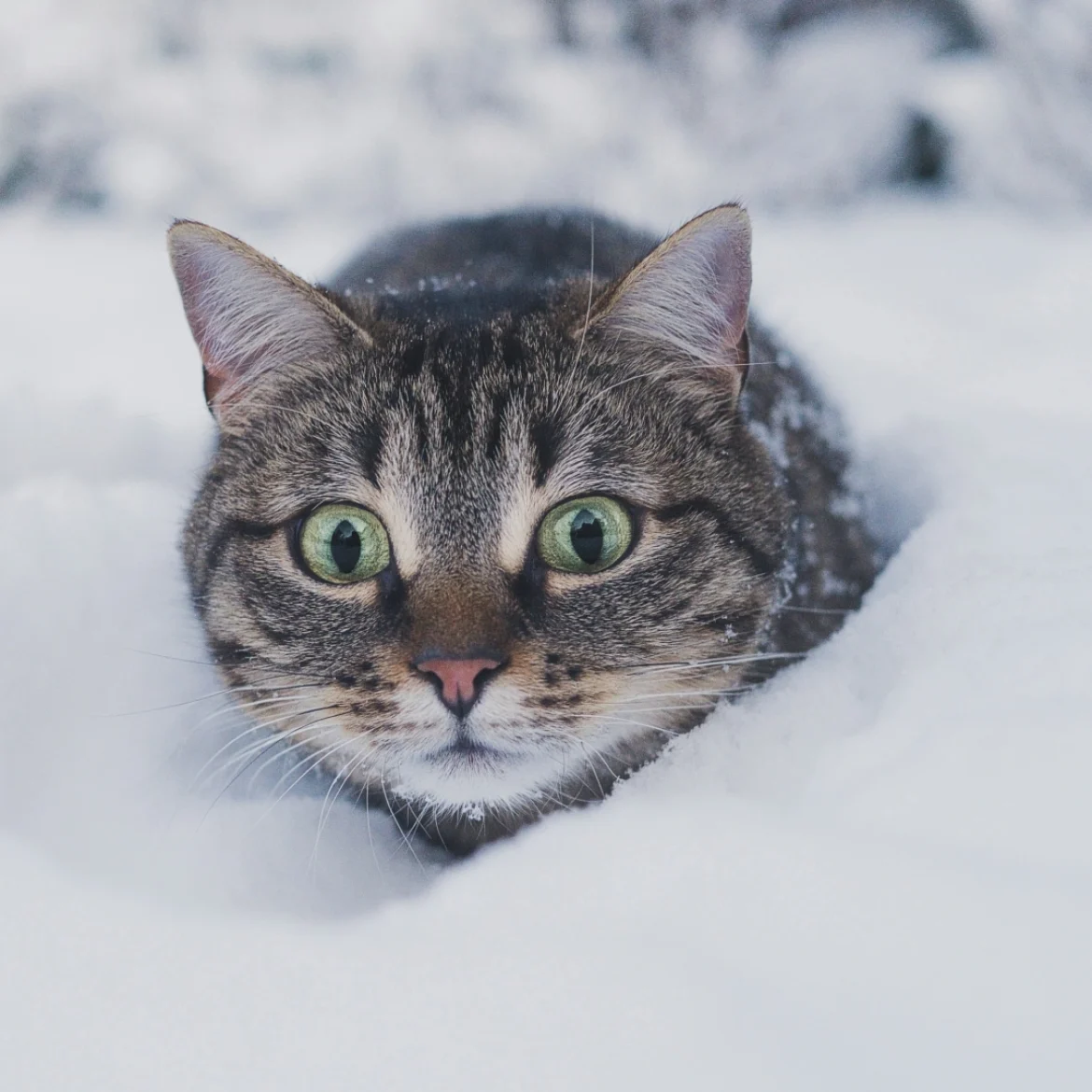Van bijvoeren tot voetzolen insmeren: zo help je dieren de winter door