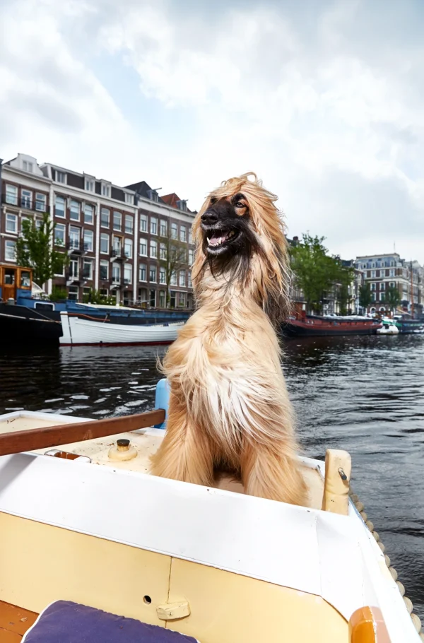 Babur, Amstel_Isabella Rozendaal