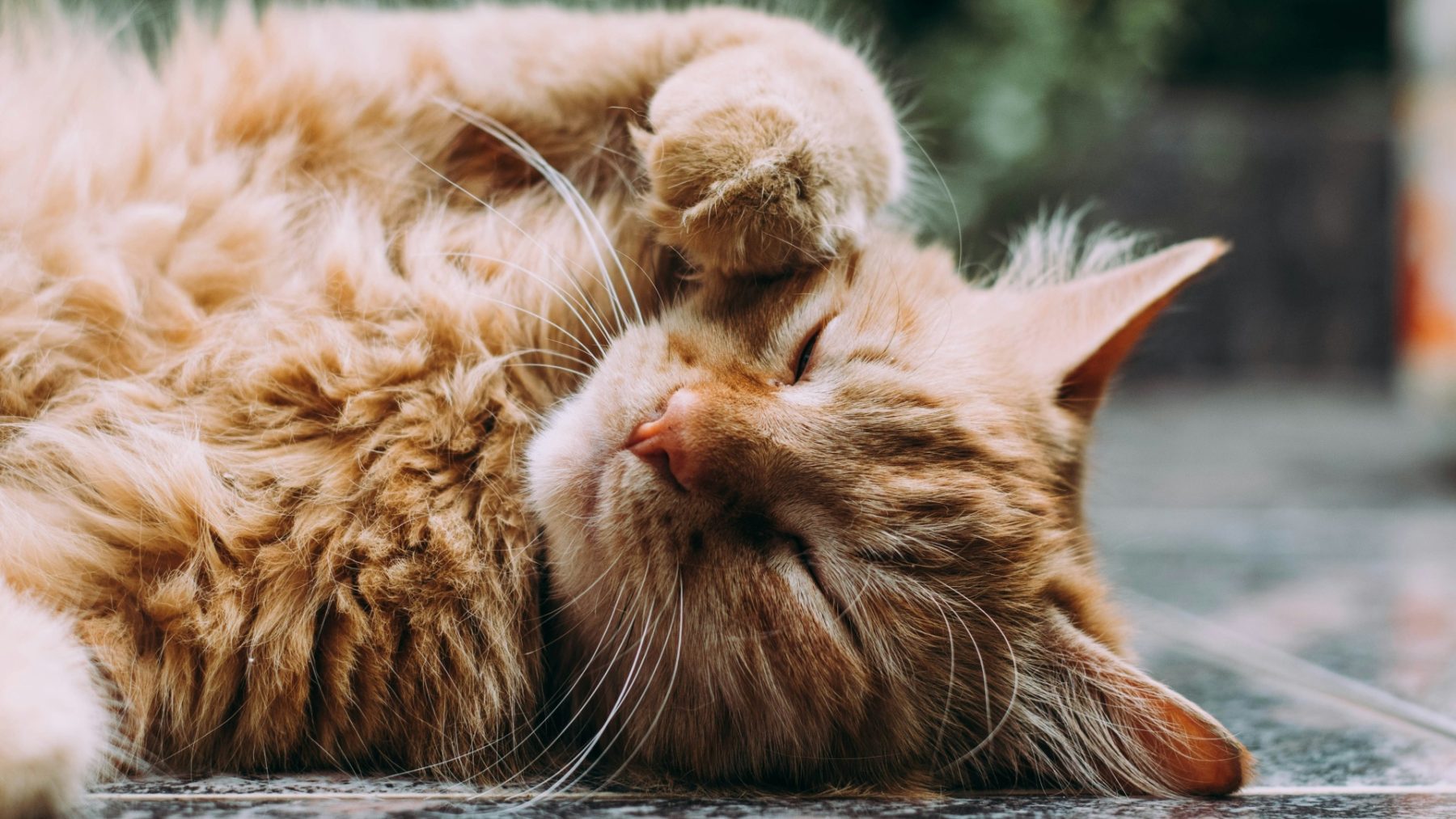 Jonge vrouw (19) krijgt tbs na gruwelijke dierenmishandeling: ‘Ze raakte gefascineerd door bloed en dood’