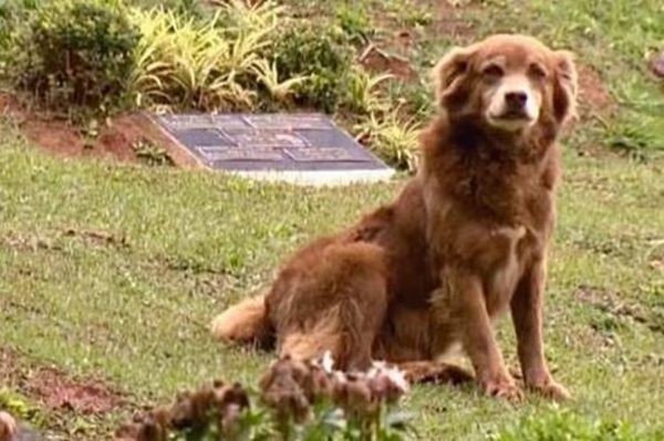 Hondje leeft tien jaar bij graf van overleden baasje in Brazilië