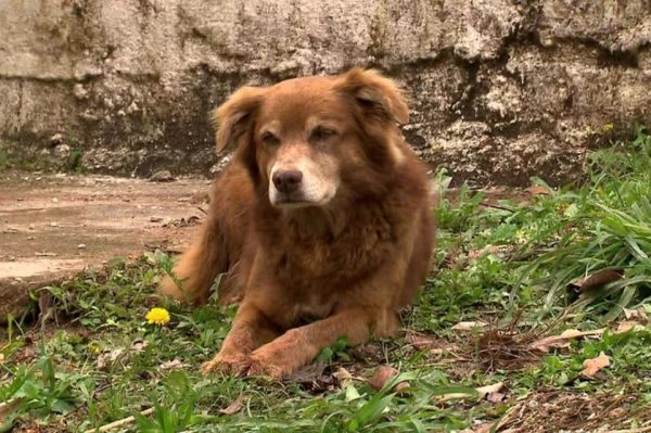 Hond leeft tien jaar bij graf van overleden baasje in Brazilië