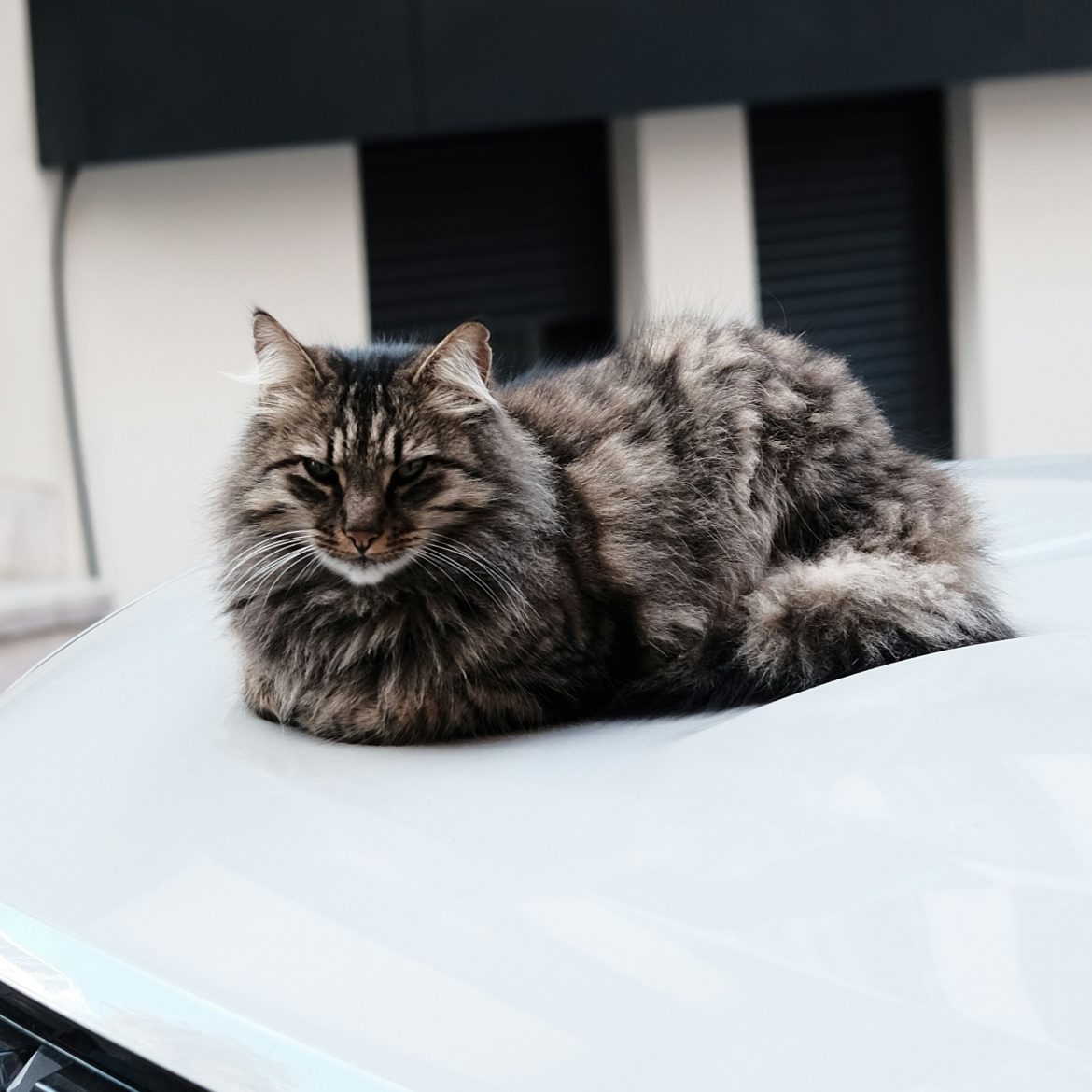 Grijze kat op witte auto