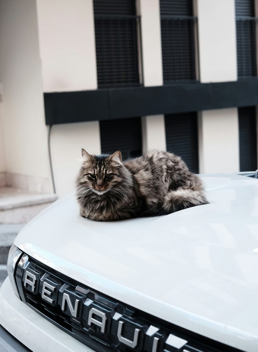 Grijze kat op witte auto