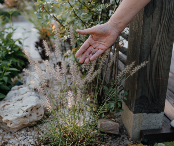 Dé besparingstip voor de tuin: zo krijg je gratis extra bloemen