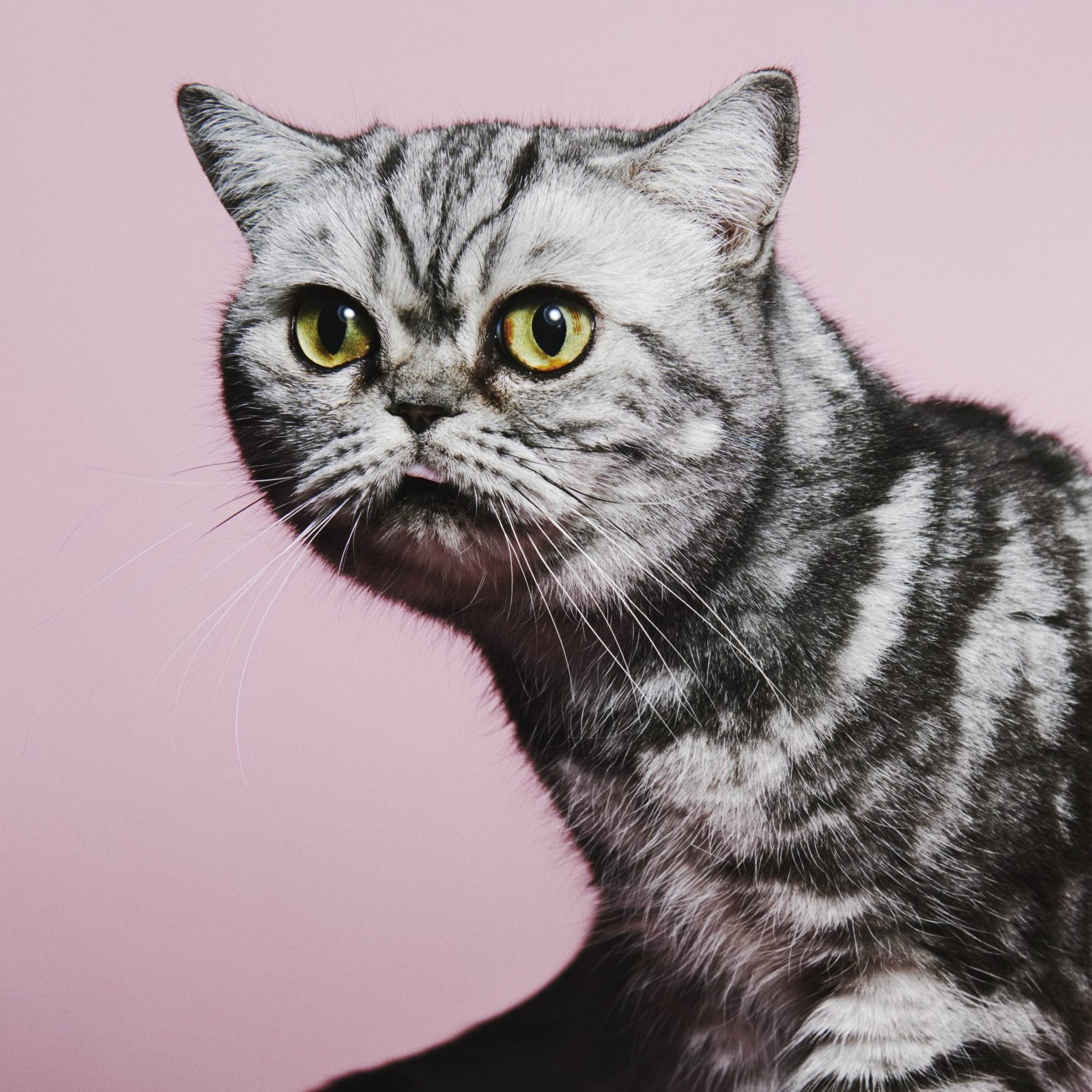 Ineke (67) doet met poes Sugar Lee mee aan kattenshows: ‘Mijn man is nu ook besmet met deze hobby’