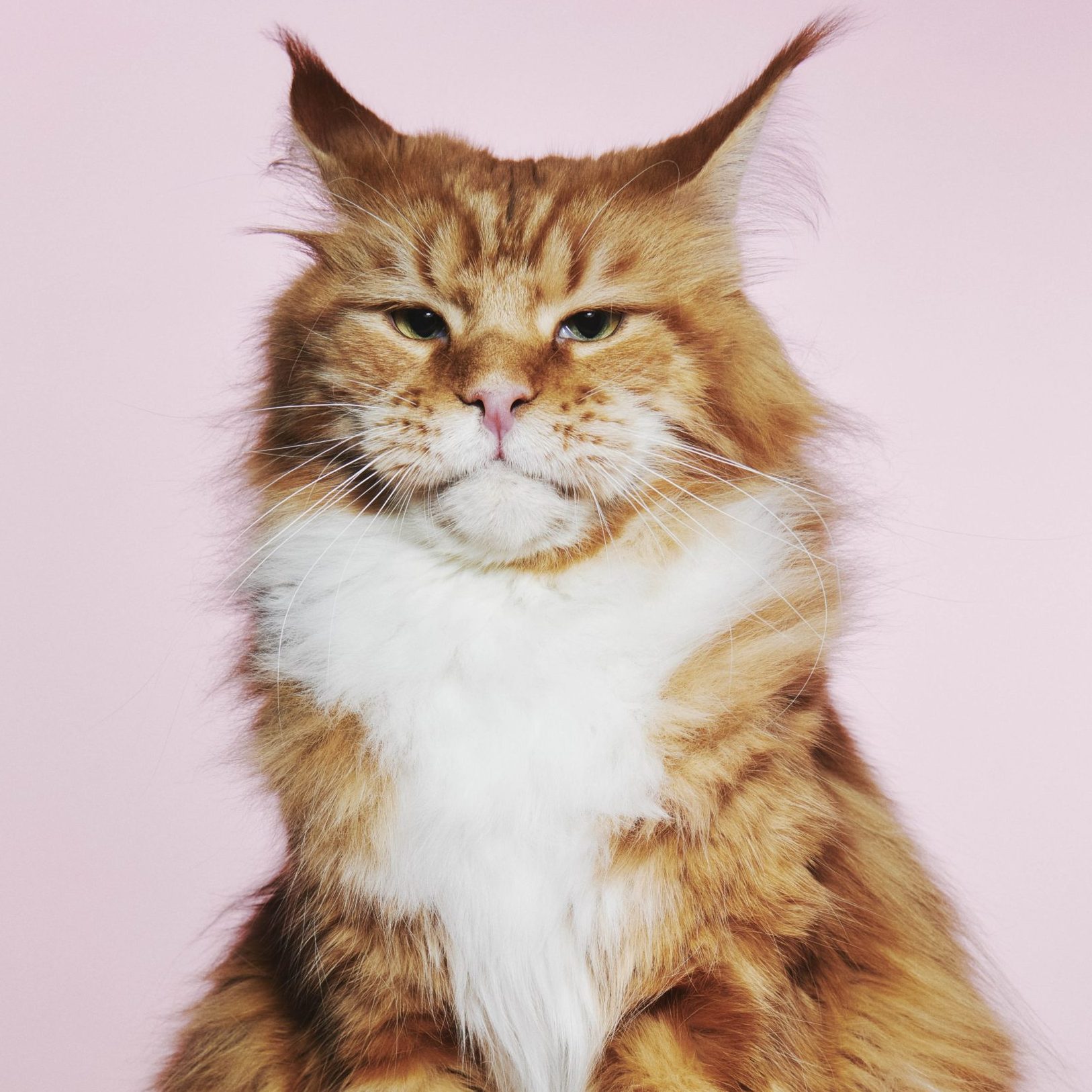 Xaviera (26) doet met raskat Stan Laurel mee aan kampioenschappen: ‘Ik ben niet zo fanatiek als andere eigenaren’