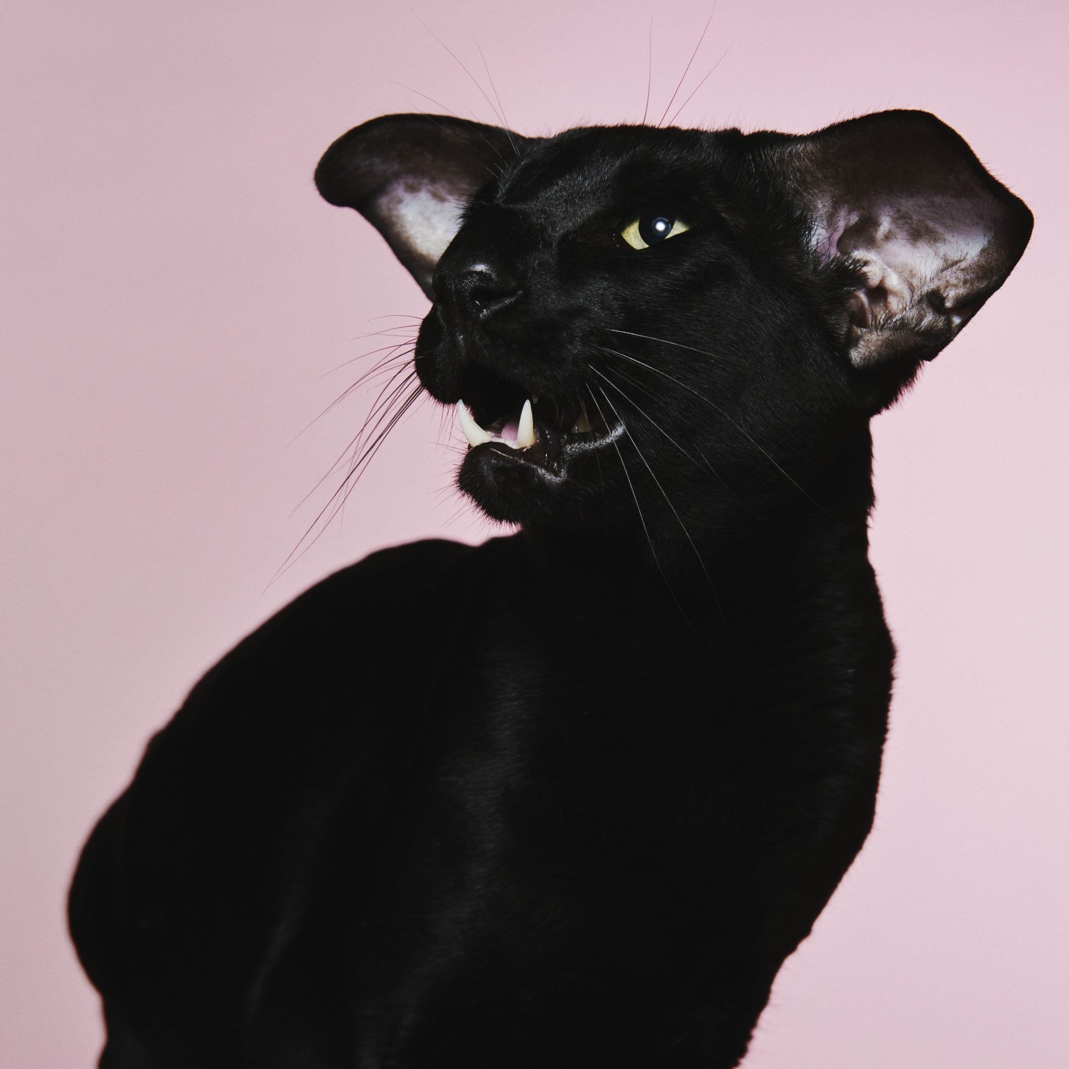 Annemarie (77): ‘Bekers neem ik niet meer mee, mijn Oosterse korthaar Poyraz heeft álle prijzen al gewonnen’