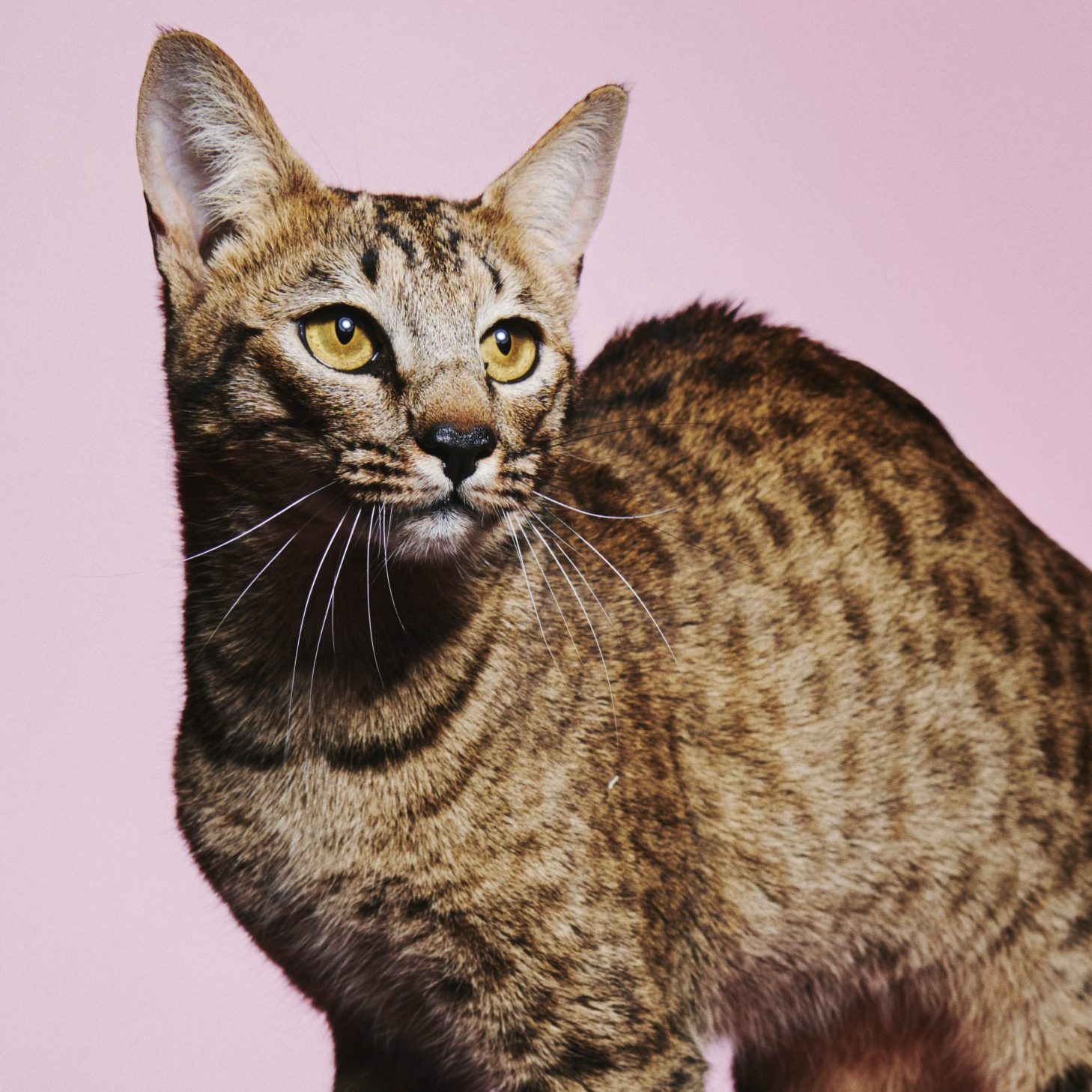 Evelyne (33) doet met savannah-kat Reva mee met kampioenschappen: ‘Het blijft een hobby, geen verdienmodel’