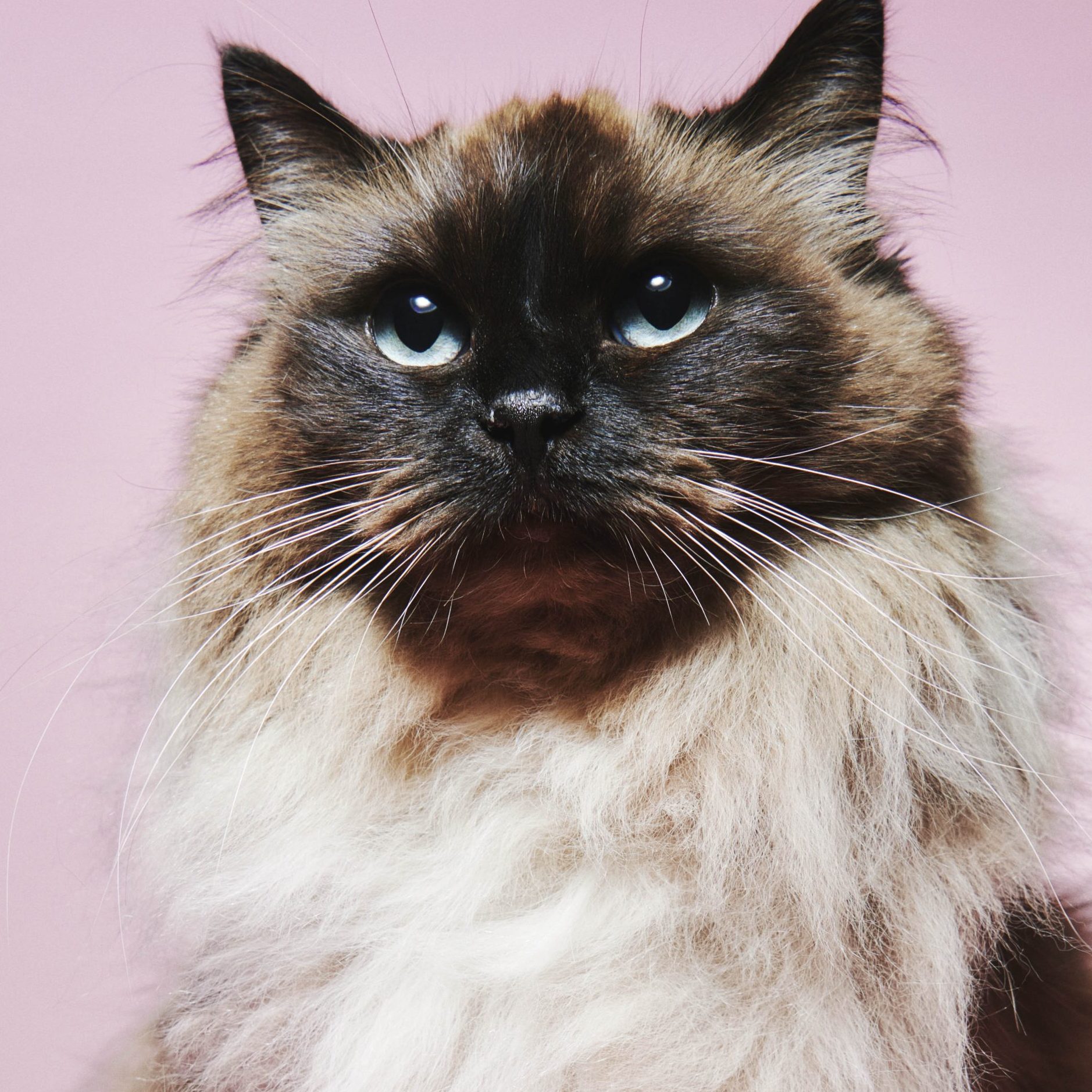 Irmi (61) is Europees kampioen met ragdoll Amber: ‘Vanwege haar kleur mag ze niet aan elke wedstrijd meedoen’