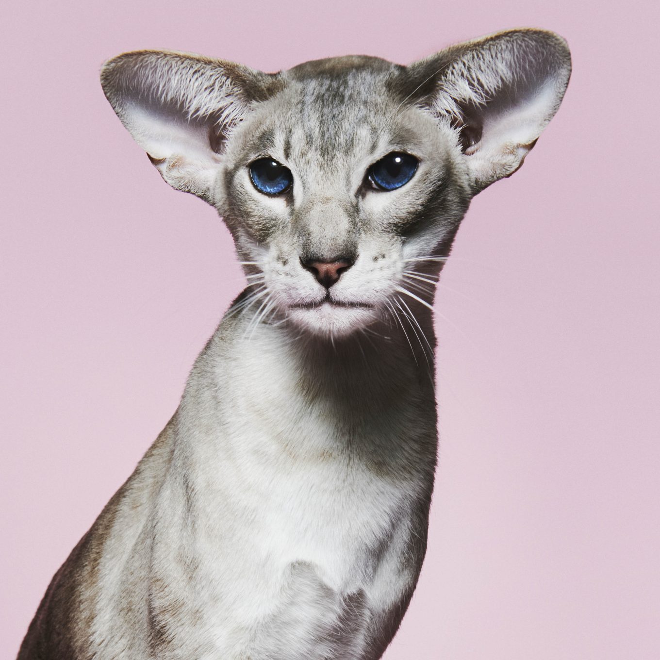 Roma (20) over shows met haar Siamees Bob: ‘Andere katteneigenaren smeken of ik hem alsjeblieft thuis kan laten’