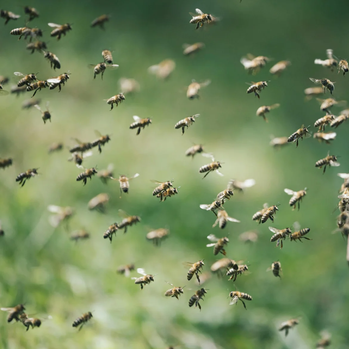 Aanval killer bees Panama