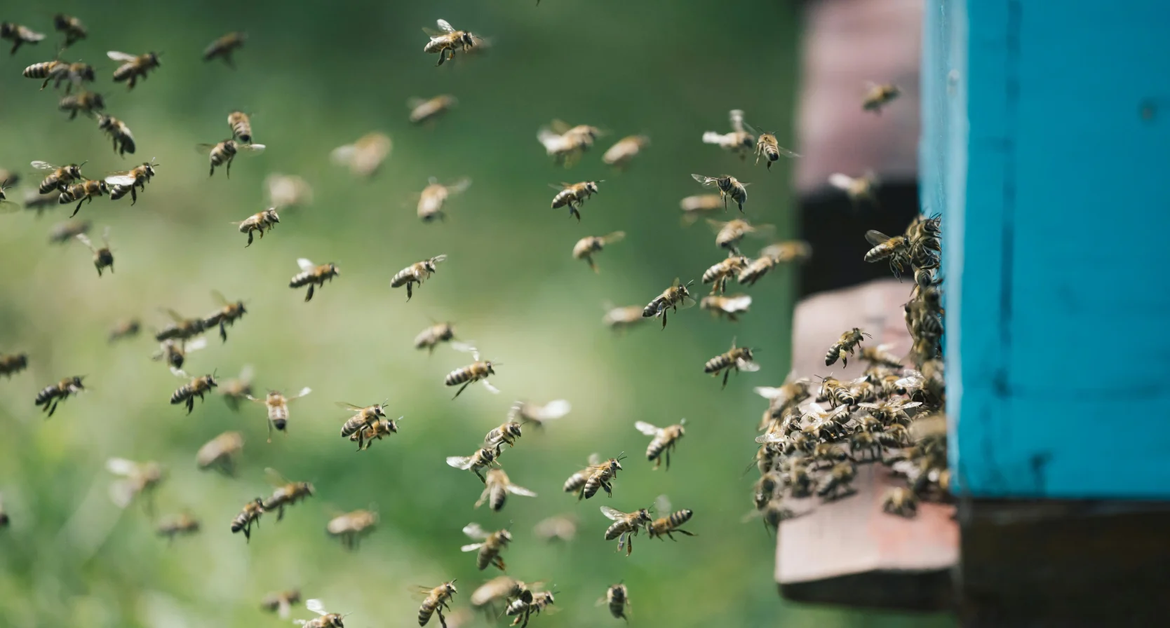 Aanval killer bees Panama