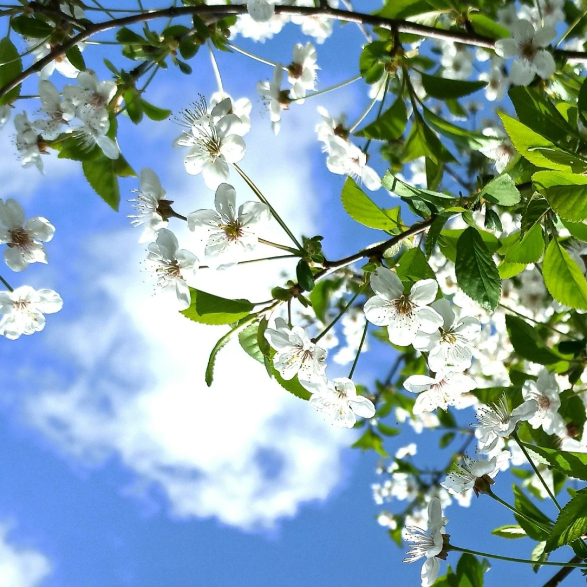 Bloemen en strakblauwe lucht met zon