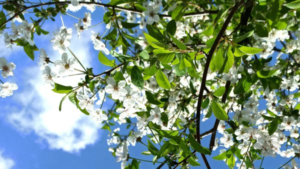 Bloemen en strakblauwe lucht met zon
