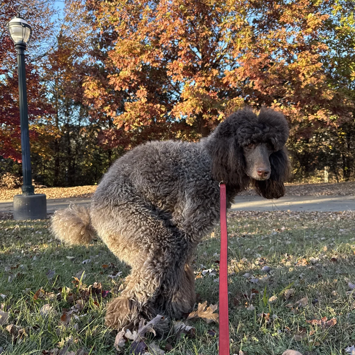 Ontlasting poep ophouden gevolgen