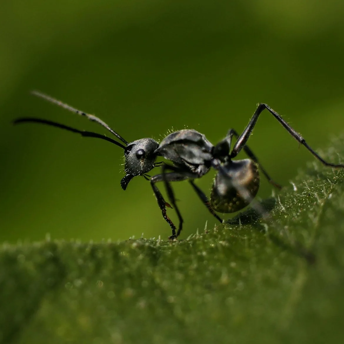 elektrische mieren Zuid-Frankrijk