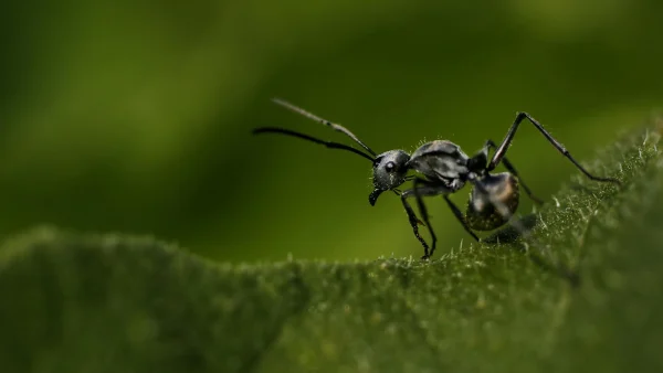 elektrische mieren Zuid-Frankrijk