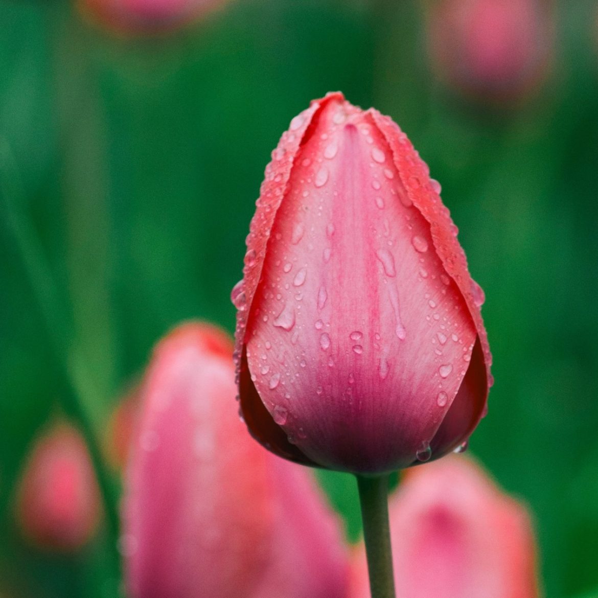 Geniet er nog maar even van: vanaf zaterdag slaat het weer om (met zelfs kans op hagel)