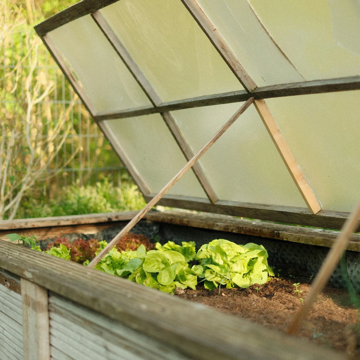 Moestuin