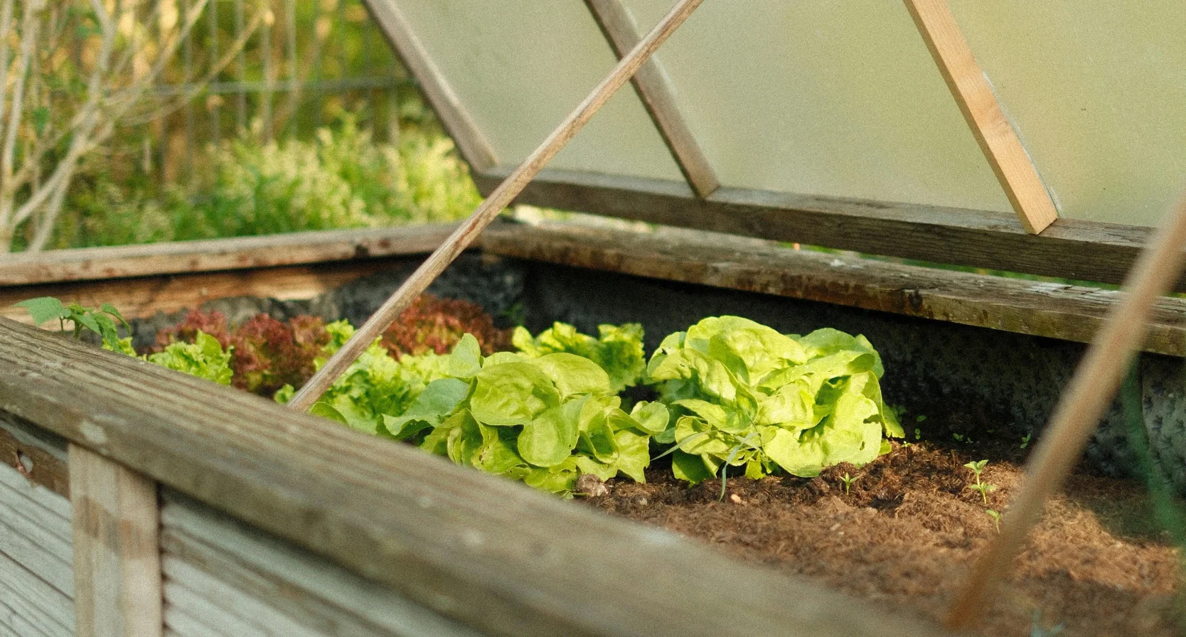 Moestuin