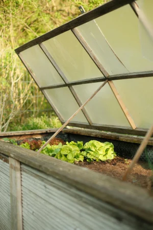 Thumbnail voor Begin hiermee: dít zijn de makkelijkste groenten voor je eerste moestuin