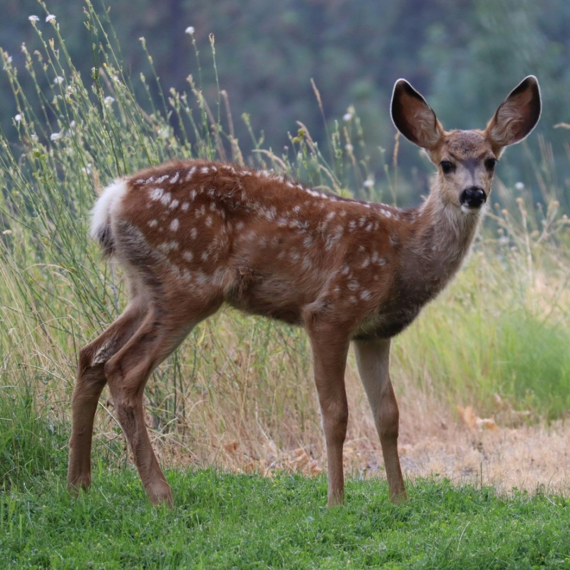 Dronken bambi in Frankrijk