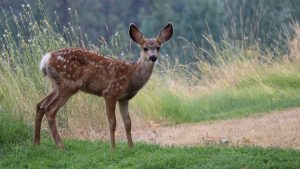 Dronken bambi in Frankrijk