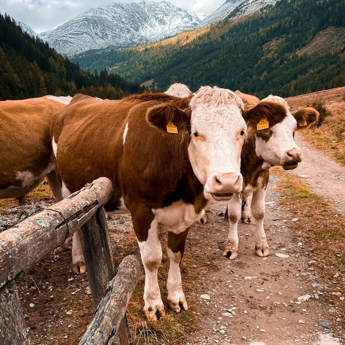 tirol