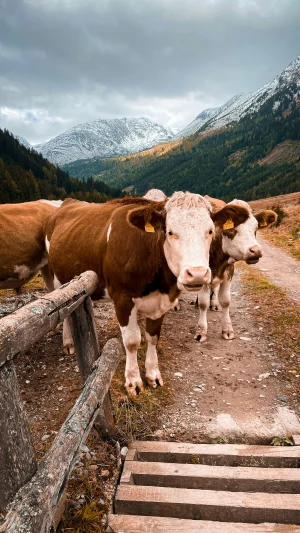 tirol
