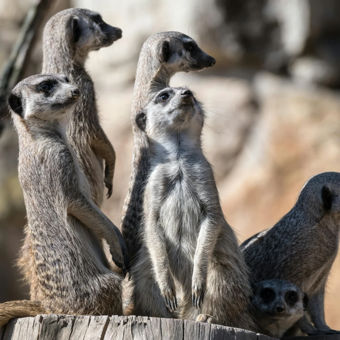 Tientallen dieren doodgegaan door grote brand in dierenpark in Friesland