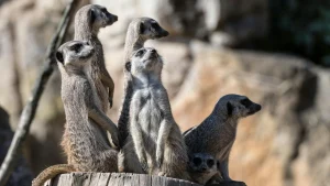 Tientallen dieren doodgegaan door grote brand in dierenpark in Friesland
