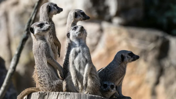 Tientallen dieren doodgegaan door grote brand in dierenpark in Friesland