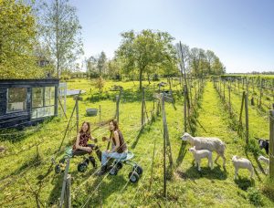 Thumbnail voor Wijnboerinnen Sally (52) en Trees (46): 'Het heeft iets therapeutisch om met je handen in de natuur te werken'