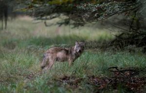 wolven