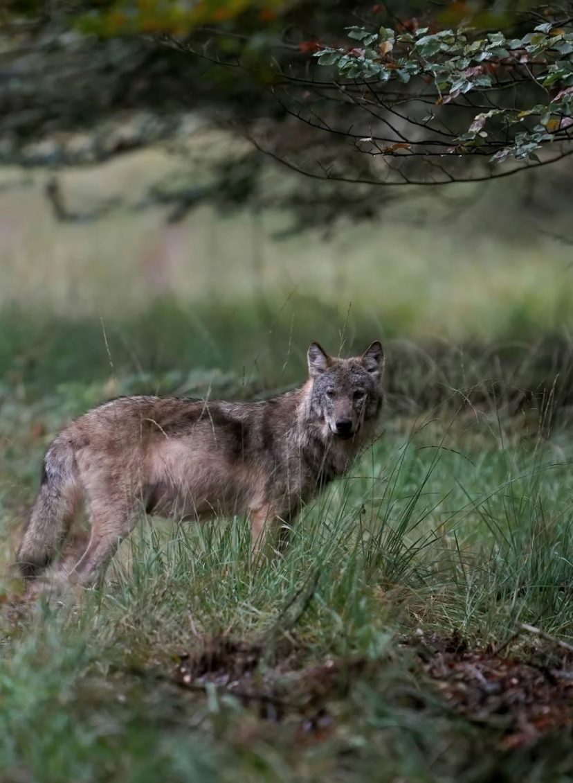 wolven