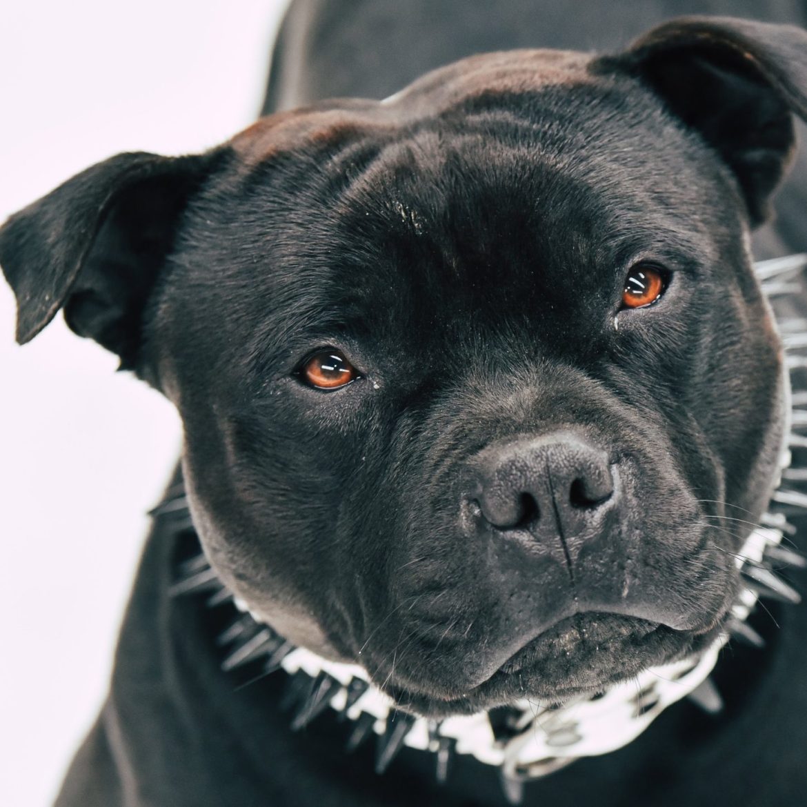 Pitbull