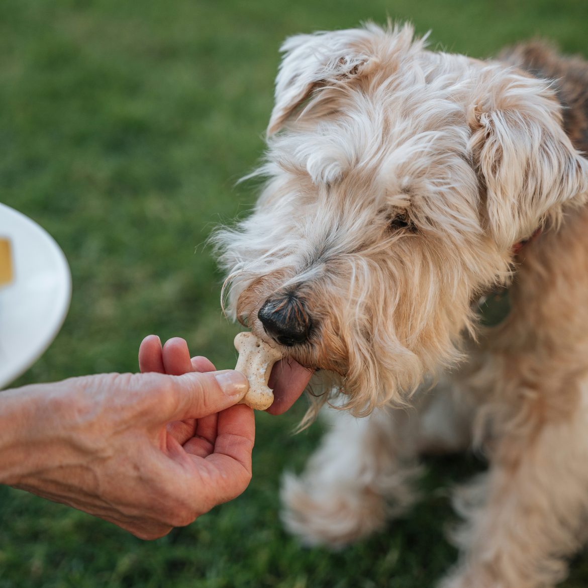 Supermarkten waarschuwen voor mogelijk plastic in dierenvoeding