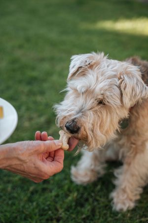 Thumbnail voor Supermarkten waarschuwen voor mogelijk plastic in dierenvoeding