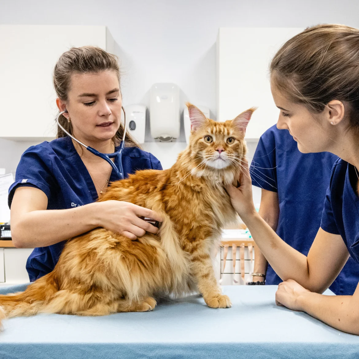 dierenartsrekeningen