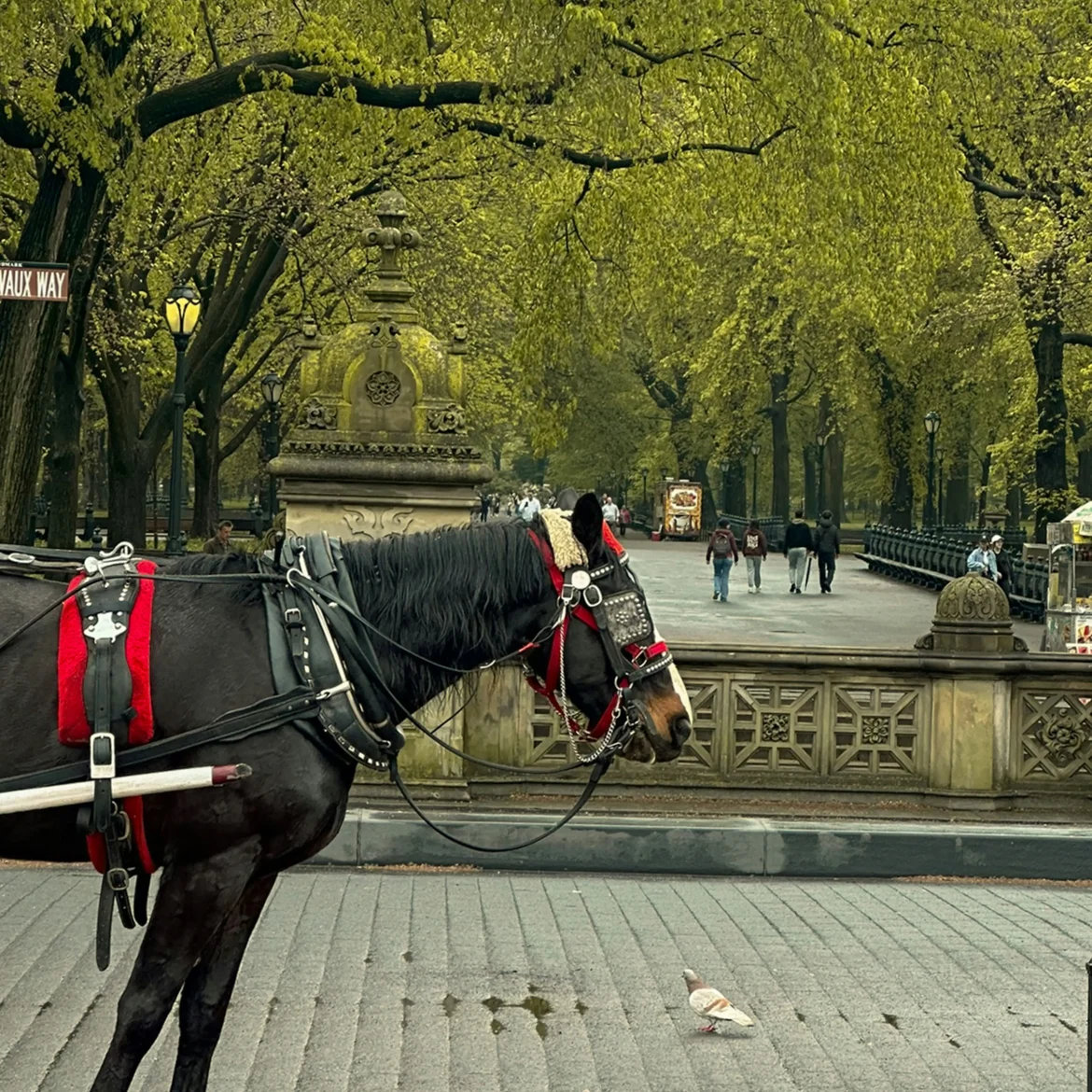 Toerist overlijdt koetsrit New York Central Park