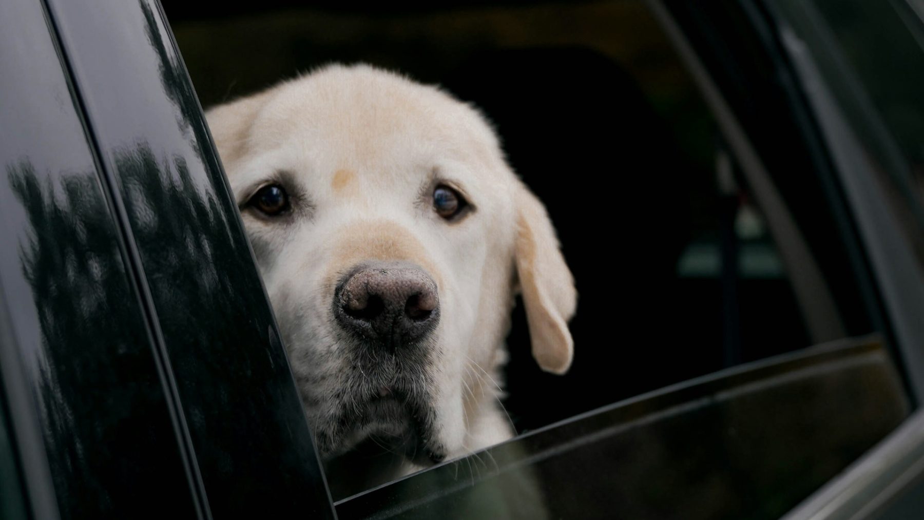 hond opgesloten pretpark