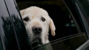 hond opgesloten pretpark