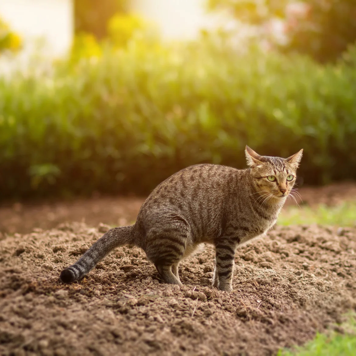 Kat poept in tuin