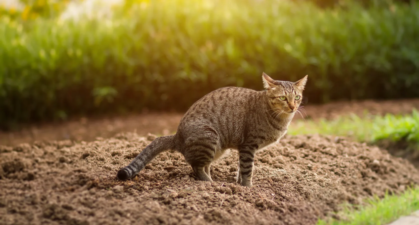 Kat poept in tuin