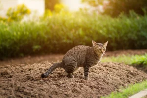 Thumbnail voor Gia's buurvrouw hing een camera op om te zien wiens kat in haar tuin poept: 'Ze stuurde een foto'