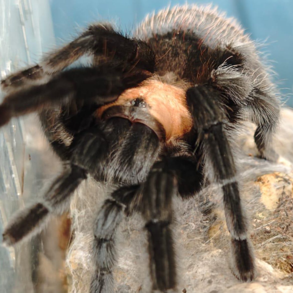 Vrouw uit Oldenzaal vindt vogelspin van 20 centimeter in de tuin