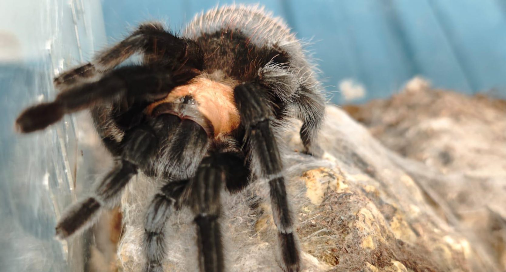 Vrouw uit Oldenzaal vindt vogelspin van 20 centimeter in de tuin